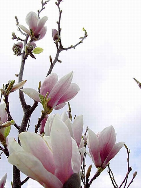 n_magnolia 0794.jpg